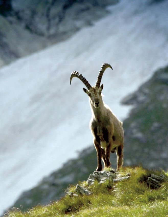 Stambecco bianco